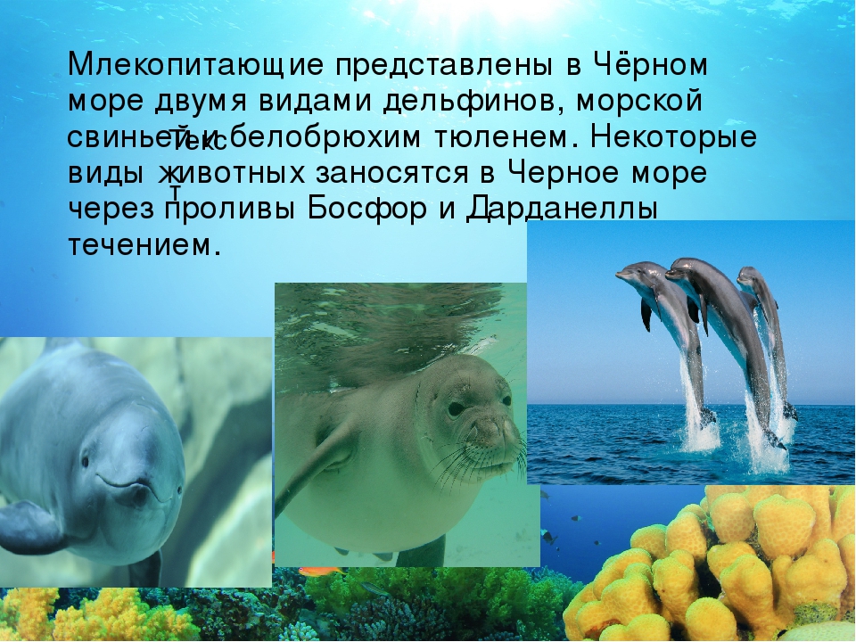 Интересные факты о море