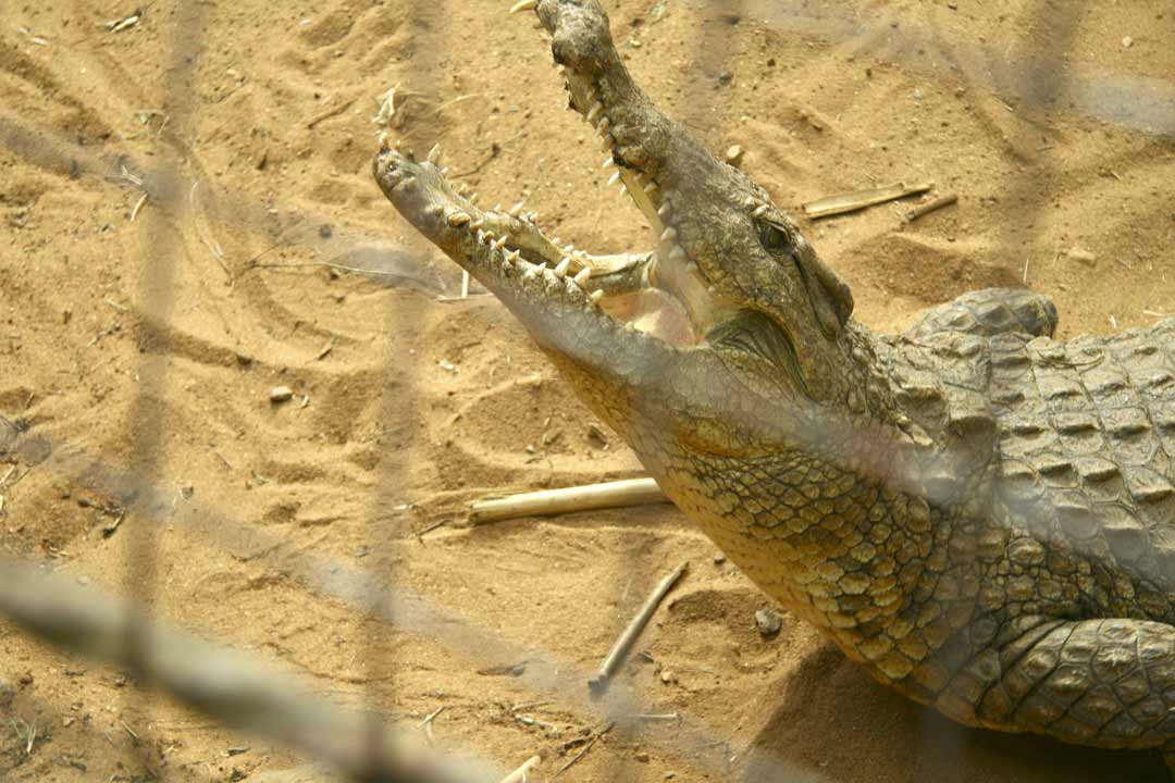 Крокодил с открытыми челюстями
