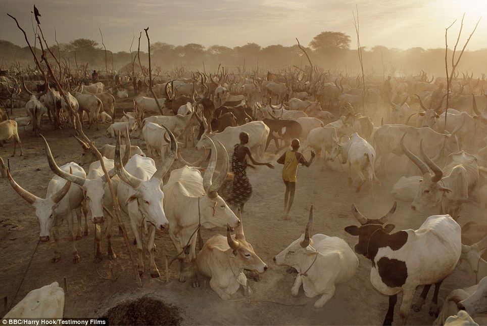 A Mandari cattle camp in South Sudan, photographed last year