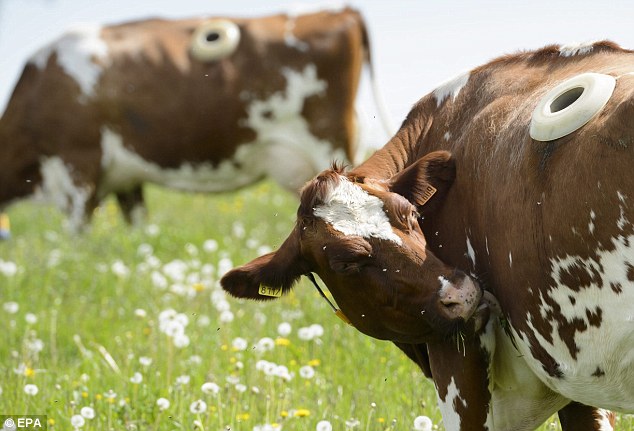Researchers in Switzerland have fitted 14 cows with cannulas, pictured, in their sides that are cut directly into the cow