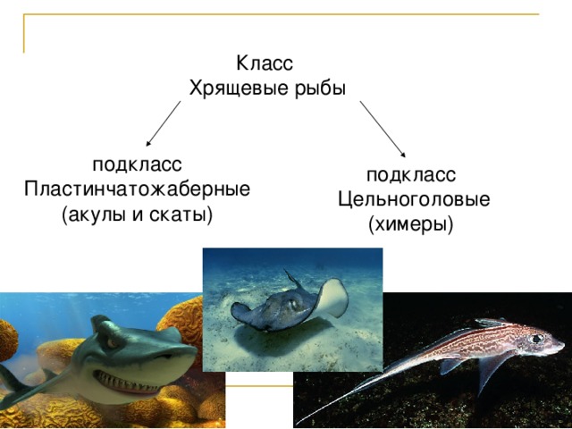 Скаты относятся к хрящевым рыбам