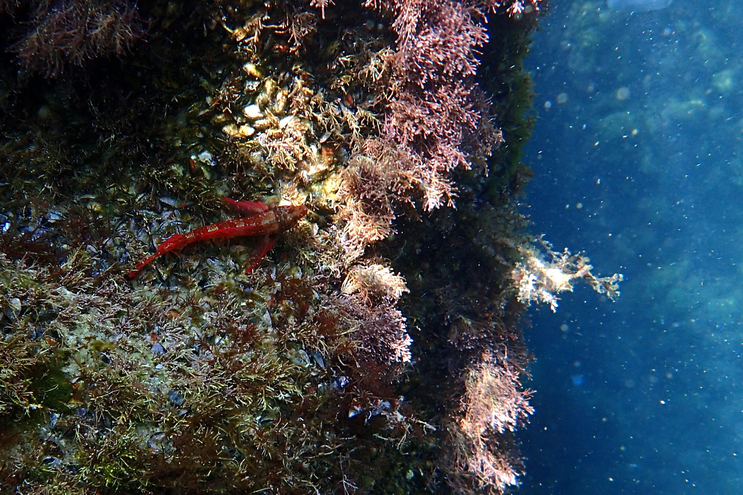 Обитатели черного моря. Морские животные черного моря. Подводный мир черного моря и его обитатели. Обитатели дна черного моря. Обитатели морского дна черного моря.