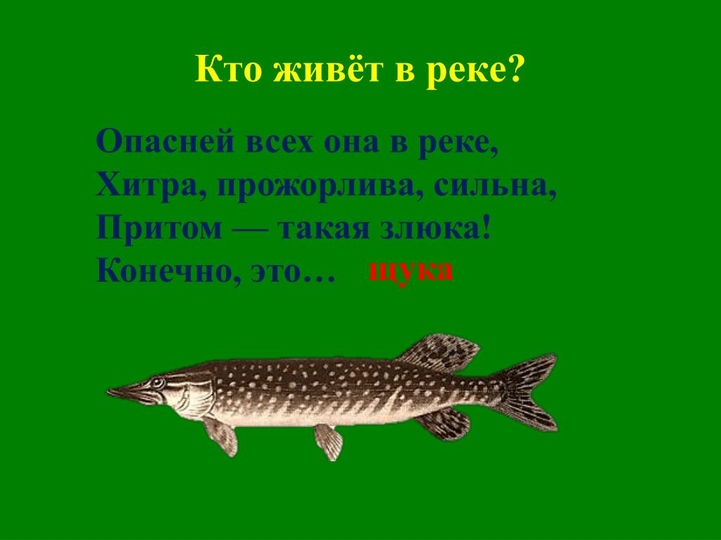 В лесу она не водится. Загадка про щуку. Стих про щуку. Щука живет в реке. Стих про щуку для детей.