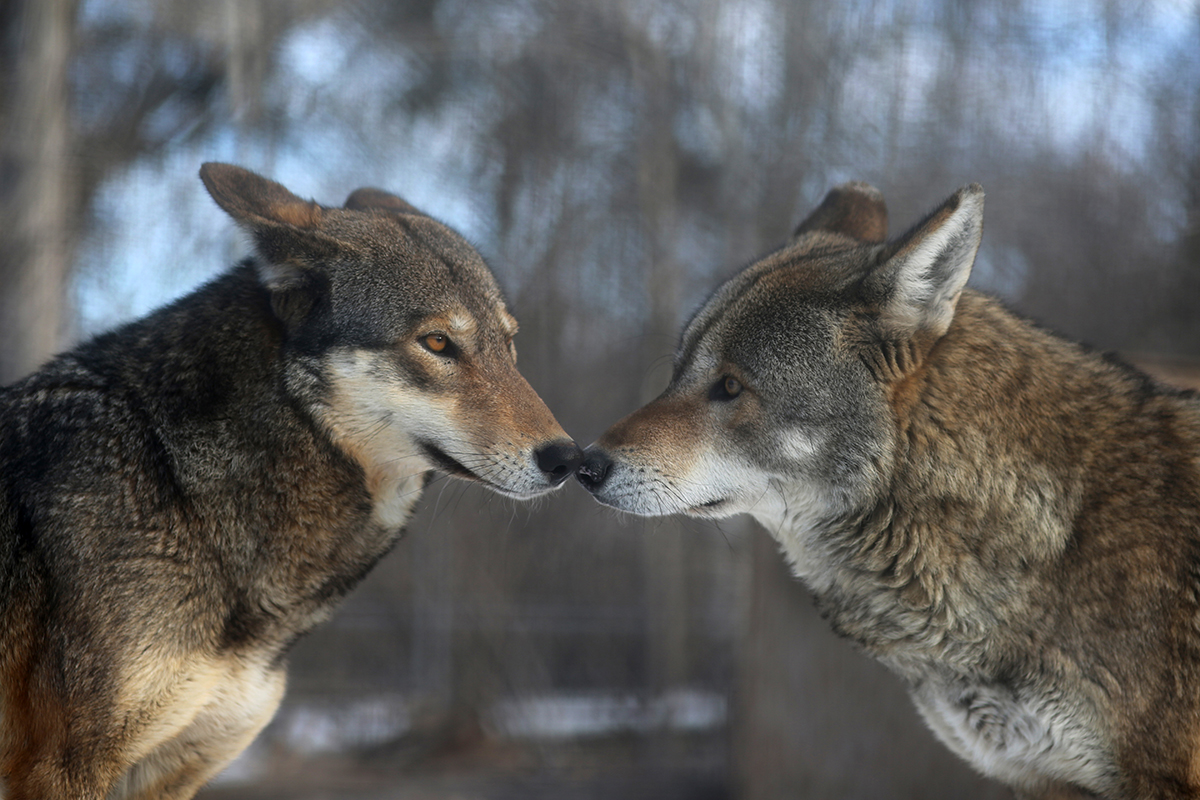 Сколько лет живут волки. Любовь Волков. Волк самец и самка. Самка волка. Альфа самец волк.