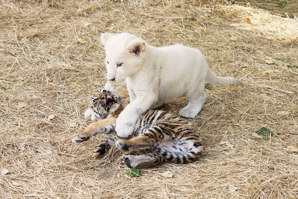 Детеныши львов и тигров играют вместе
