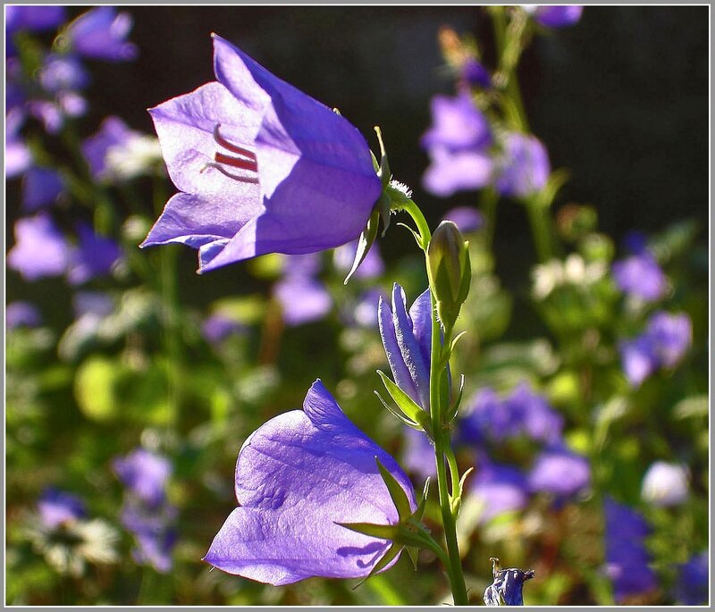 Колокольчик(Campanula) Nina. Цветок похожий на колокольчик но не колокольчик. Колокольчик на голове. Колокольчик голубое озеро.