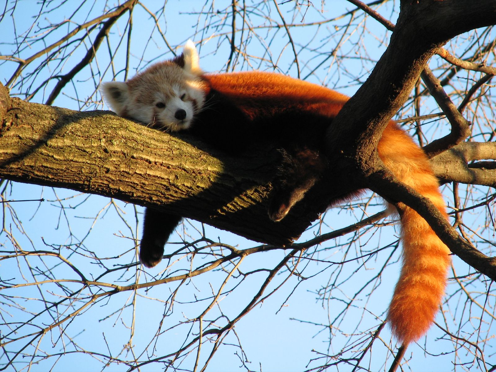 Red Panda; Moutains of Southwest China; RAP, Mission Himalayas, CELB, Disney