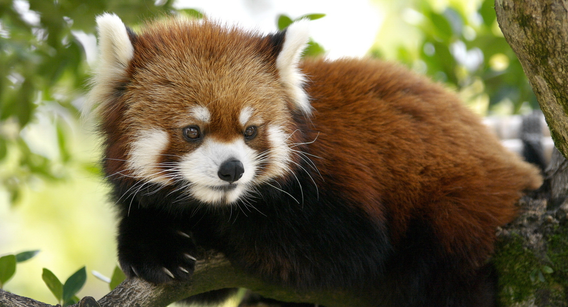 Red Panda; Moutains of Southwest China; RAP, Mission Himalayas, CELB, Disney