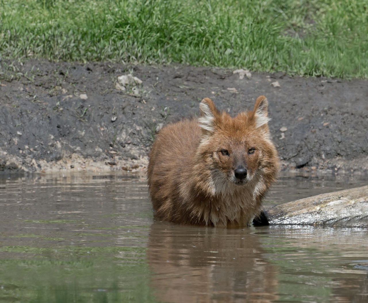 DHOLE OR INDIAN WILD DOG, Cuon alpinus, STANDS IN  A POOL OF WATER.