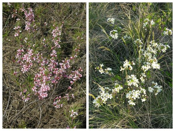 Степные кустарники. Миндаль (Amygdalis nana) - слева и вишня (Cerasus fruticosa) - справа