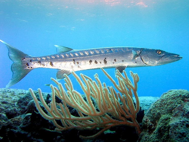 oceans most dangerous animals barracuda