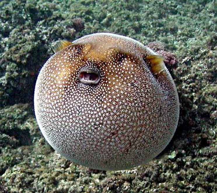 most dangerous ocean animals pufferfish
