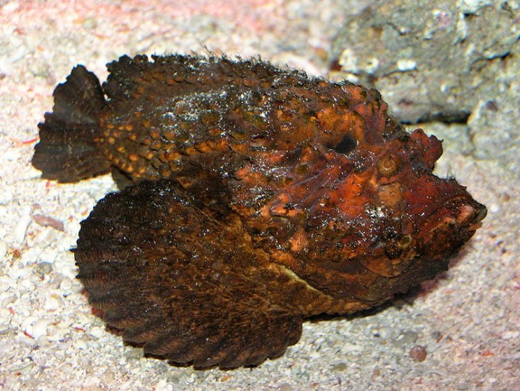 oceans most dangerous animals stonefish