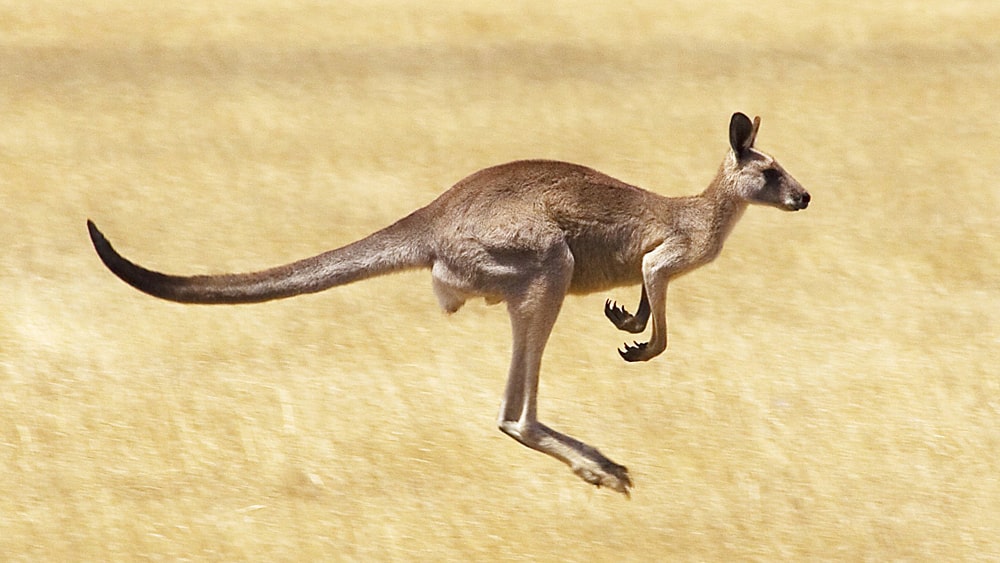 Interesnye-fakty-o-kenguru