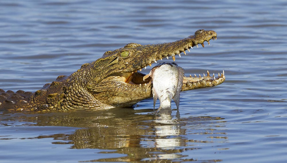 Interesnye-fakty-o-krokodilah