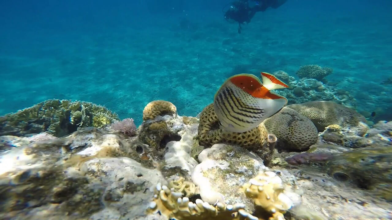 Рыбка в прозрачной воде пляжа Migdalor Beach, Эйлат Cнорклинг в Эйлате