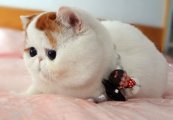 Экзотический кот в бусах