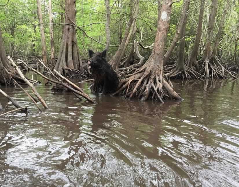 Болото призраков. Луизиана болото Манчак. Призраки болота Манчак. Медовый остров Луизиана. Болота Манчак в Луизиане тела.