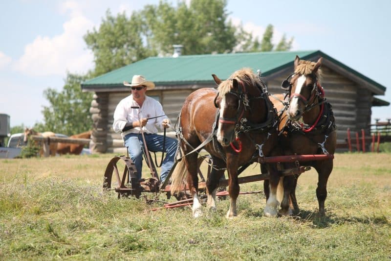 Suffolk Punch
