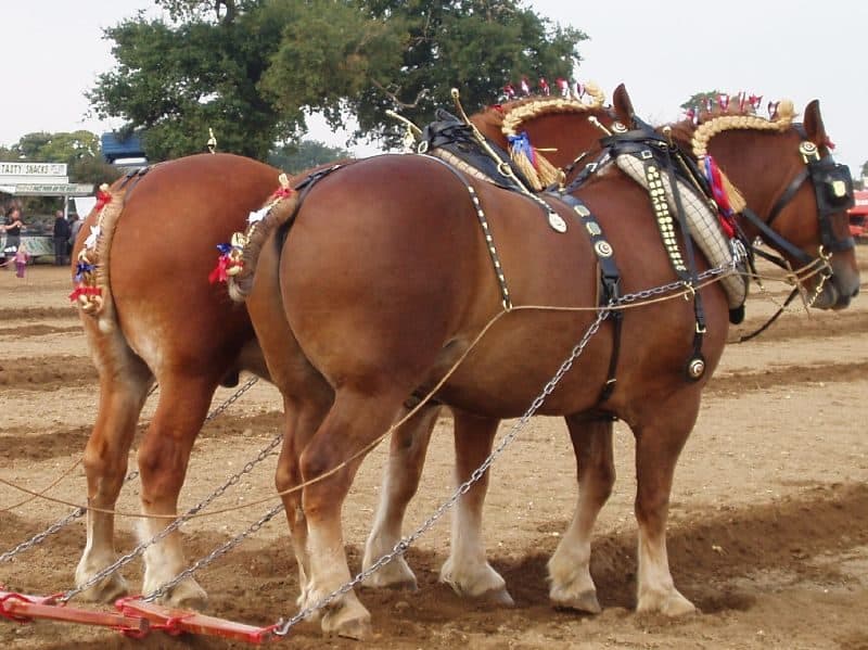 Suffolk Punch