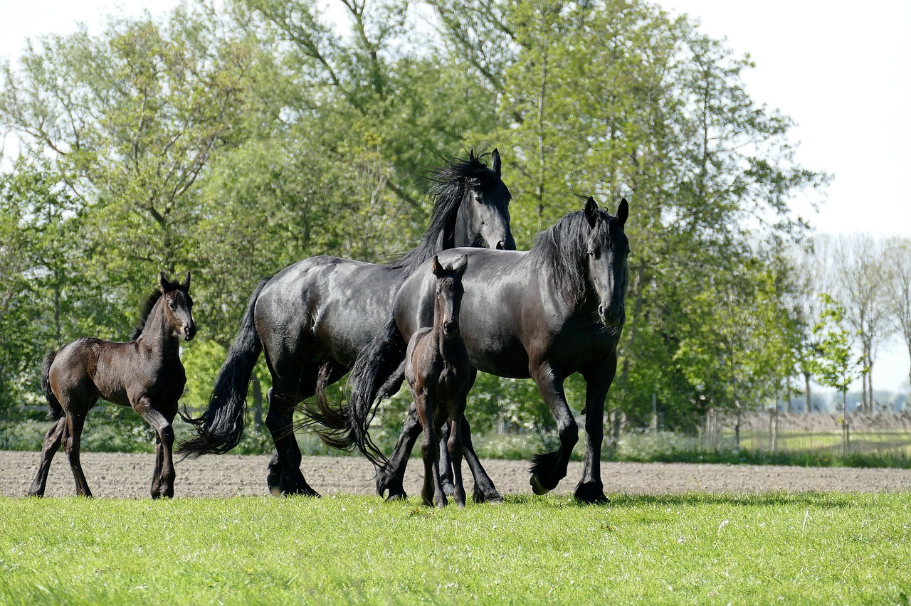 Friesian Horse