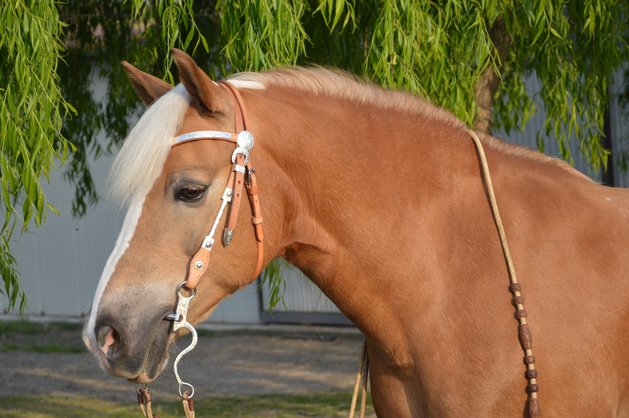 Haflinger is a beautiful option on the list of best draft horses