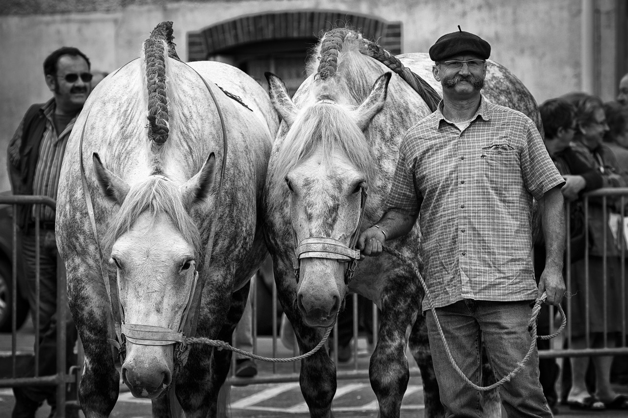 Dappled Percheron Team