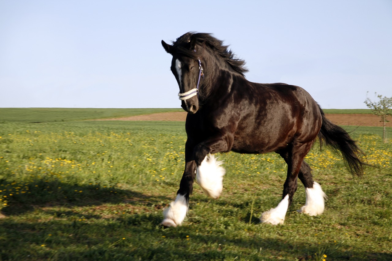 Shire