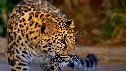 Леопард на охоте