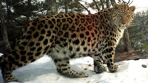 Толстенький дальневосточный леопард