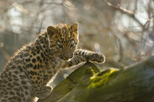 Котенок леопарда