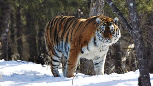 Сибирский тигр в снегу