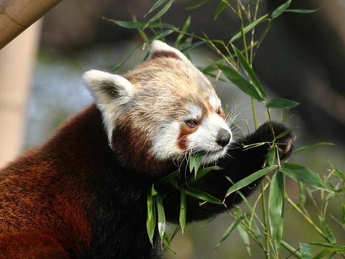 Красная-панда-Описание-и-образ-жизни-красной-панды-3