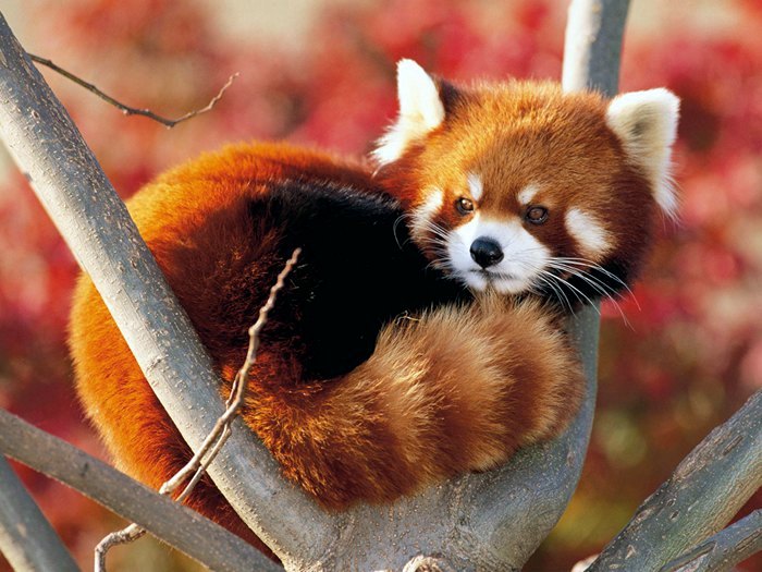 Красная-панда-Описание-и-образ-жизни-красной-панды-1