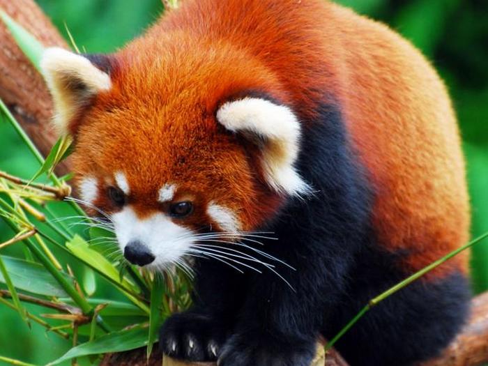 Красная-панда-Описание-и-образ-жизни-красной-панды-2