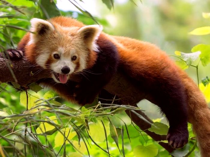 Красная-панда-Описание-и-образ-жизни-красной-панды-4
