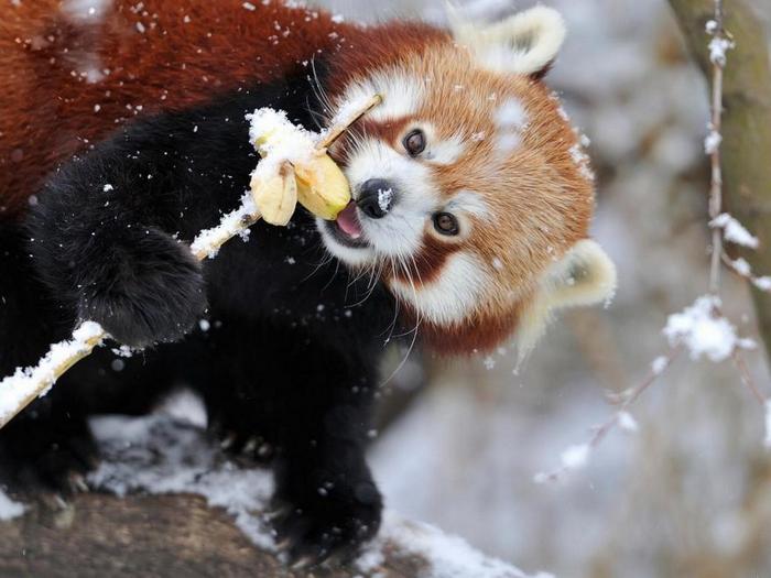 Красная-панда-Описание-и-образ-жизни-красной-панды-5