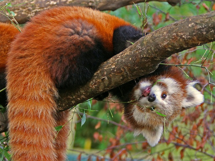 красная панда на дереве