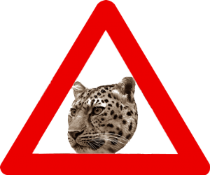 амурский леопард, угрозы