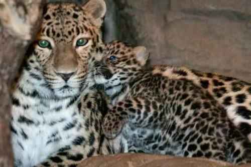 фото мать и детеныш амурского леопарда