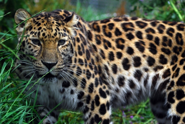 приморский леопард