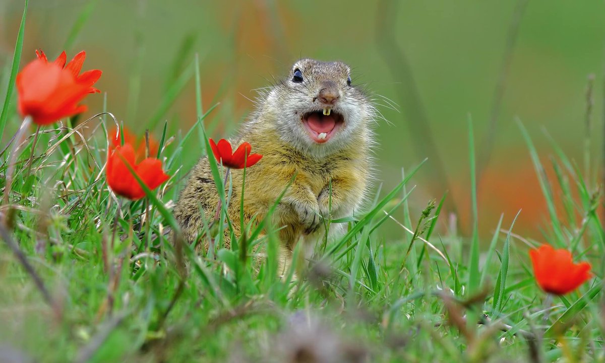 Картинки хомяк и суслик