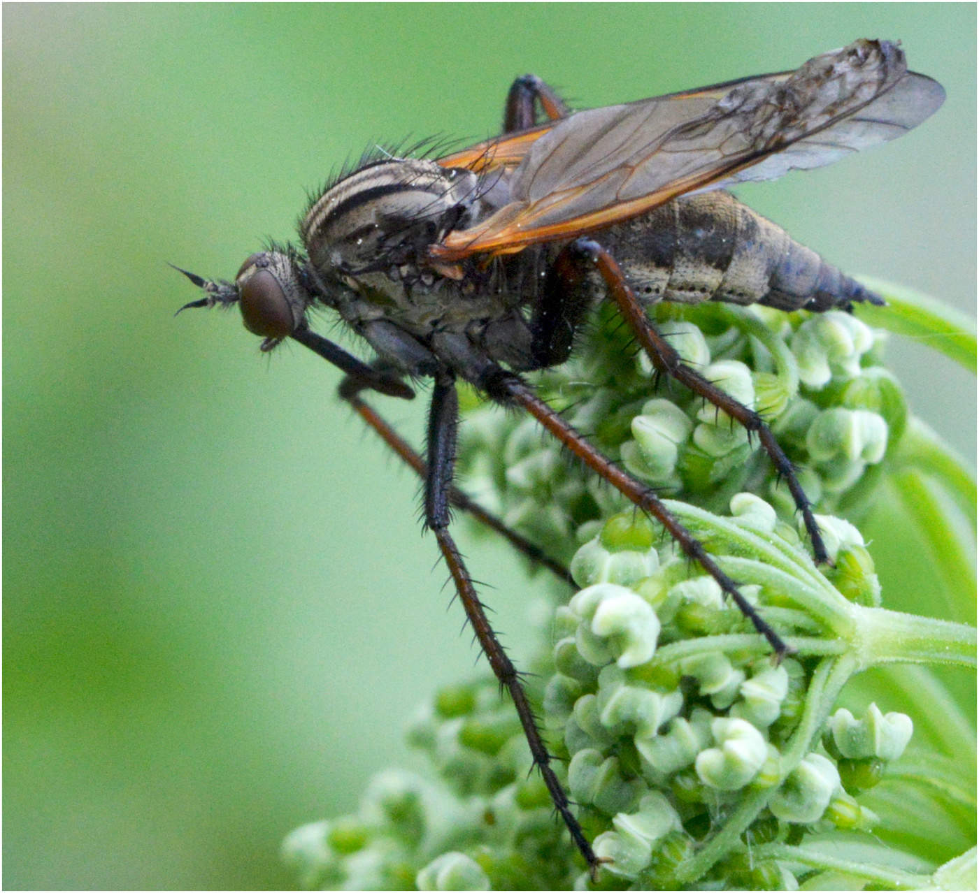 Двукрылые насекомые. Отряд Двукрылые мухи. Отряд Двукрылые (Diptera). Муха (насекомое) Двукрылые. Двукрылые оводы.