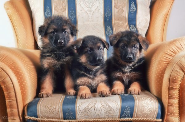 Три щенка на стуле