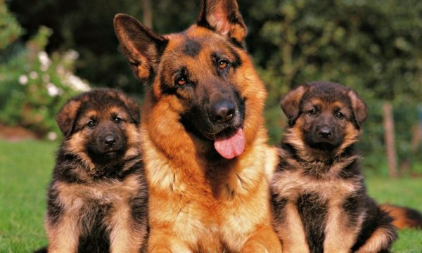 Собака с двумя щенками