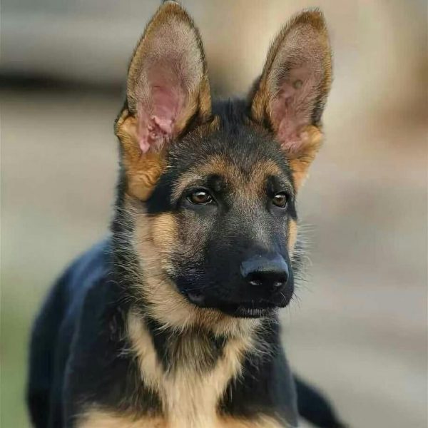 Подросший щенок с поднятыми ушами