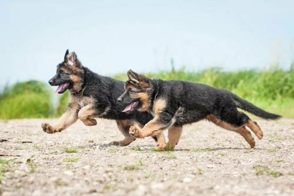 Два подросших щенка бегут наперегонки