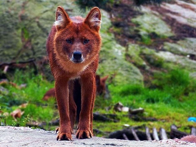 В России красный волк обитает на окраинах Дальнего востока