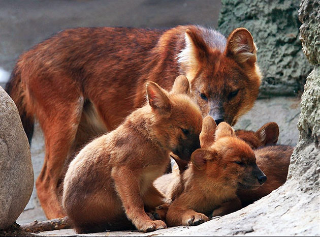 Самка красного волка за один раз может принести 4-6 щенят
