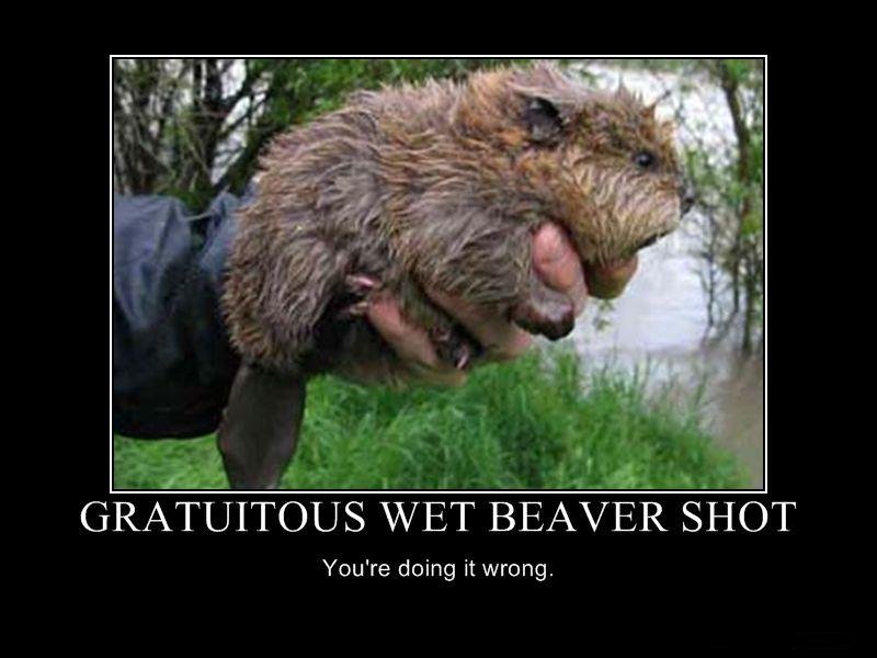 Hairy Beavers